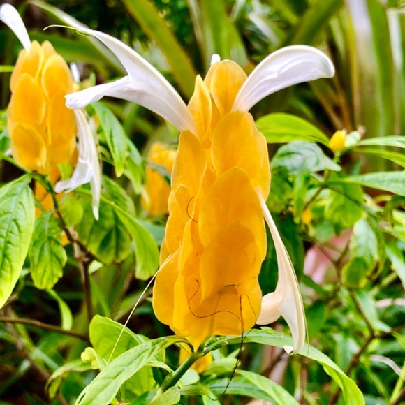 Tracee - Picture 6 of 12